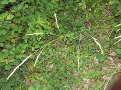 Lolium giganteum