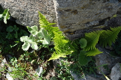 Dryopteris oreades
