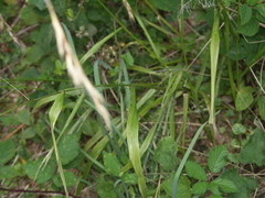 Lolium giganteum