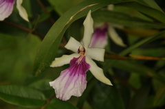 Miltonia