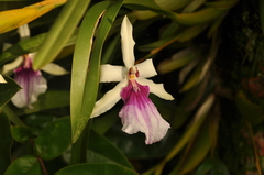 Miltonia