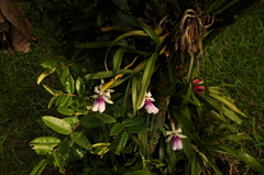 Miltonia