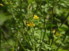 Cleome viscosa