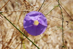 Ipomoea ternifolia leptotoma
