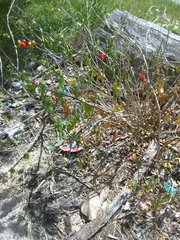 Solanum dulcamara