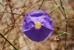 Ipomoea ternifolia leptotoma