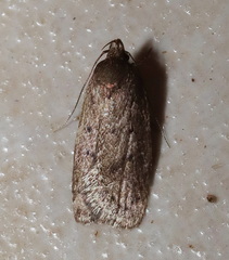 Eulechria convictella