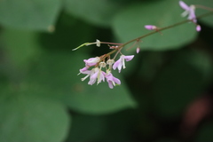 Hylodesmum nudiflorum
