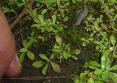 Trichostomum brachydontium