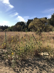 Helianthus annuus