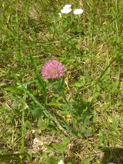 Trifolium pratense