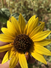 Helianthus annuus