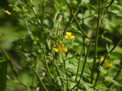 Cleome viscosa