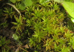 Trichostomum brachydontium