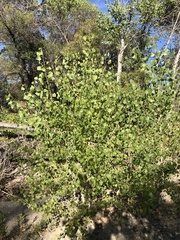 Populus fremontii