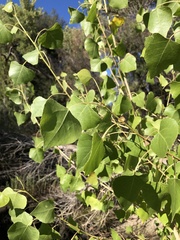 Populus fremontii