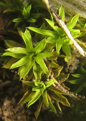 Trichostomum brachydontium