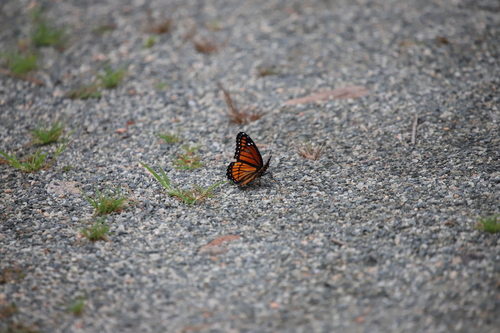 Photo of Viceroy (Limenitis archippus)