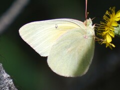 Colias alexandra