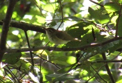 Vireo leucophrys