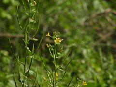 Cleome viscosa