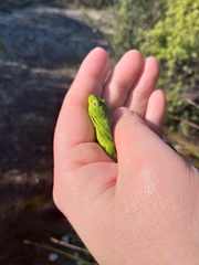 Naultinus stellatus