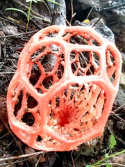 Clathrus natalensis