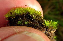 Trichostomum brachydontium