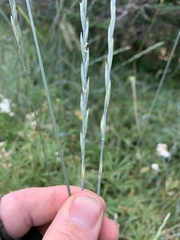 Elymus × pseudorepens