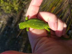 Naultinus stellatus
