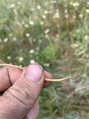 Elymus × pseudorepens