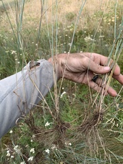 Elymus × pseudorepens
