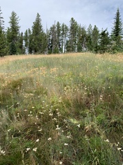 Elymus × pseudorepens