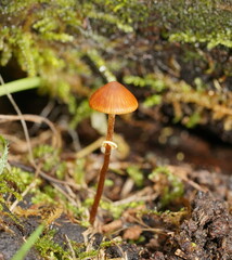 Conocybe filaris