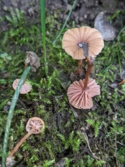 Laccaria striatula