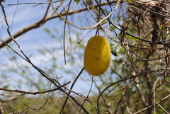 Cucumis dipsaceus
