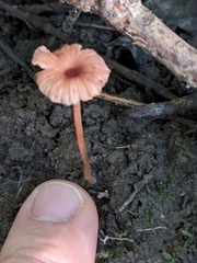 Laccaria striatula