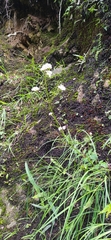 Angiospermae
