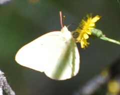 Colias alexandra