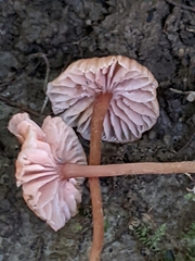 Laccaria striatula