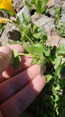 Erythranthe corallina