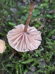 Laccaria striatula