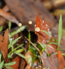 Marasmius crinis-equi