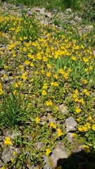 Erythranthe corallina