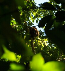 Alouatta guariba