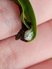 Araneus cyrtarachnoides