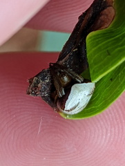 Araneus cyrtarachnoides