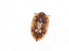 Lobiopa undulata