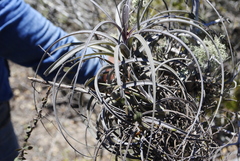 Tillandsia exserta