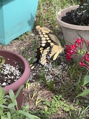 Heraclides cresphontes